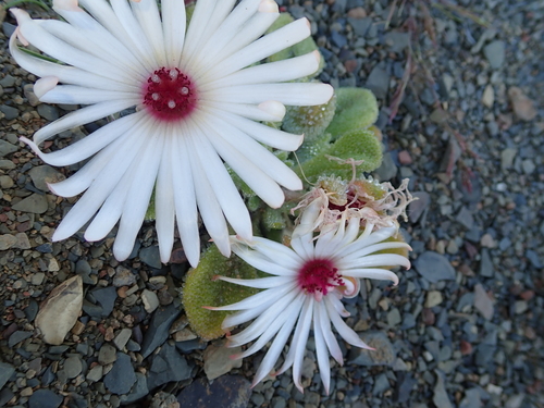 Image of Cleretum maughanii by no rights reserved