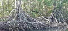 Rhizophora racemosa