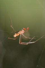 Argyrodes fissifrons