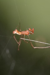 Argyrodes fissifrons