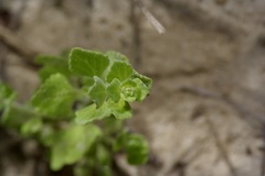 Scutellaria muriculata