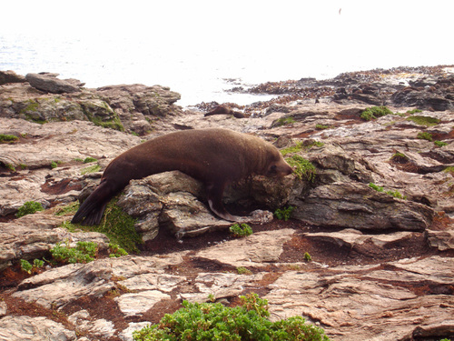 Arctocephalus forsteri