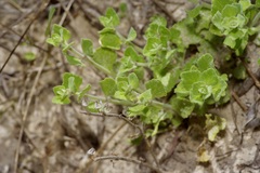 Scutellaria muriculata