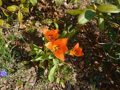 Tulipa