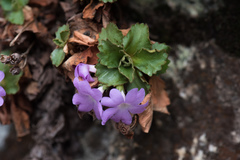 Primula hirsuta