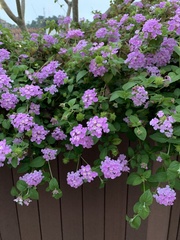 Lantana montevidensis