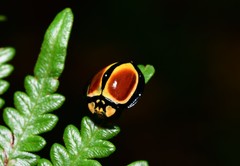 Australoneda bourgeoisi