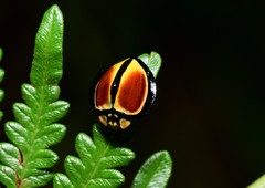 Australoneda bourgeoisi