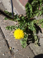 Taraxacum officinale