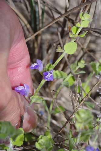 Image of Scutellaria muriculata by (c) Michelle W. （鍾偉瑋）, some rights reserved (CC BY)