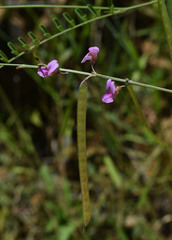 Tephrosia juncea