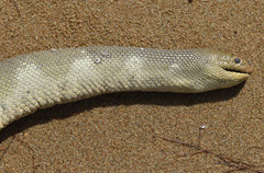 Hydrophis curtus