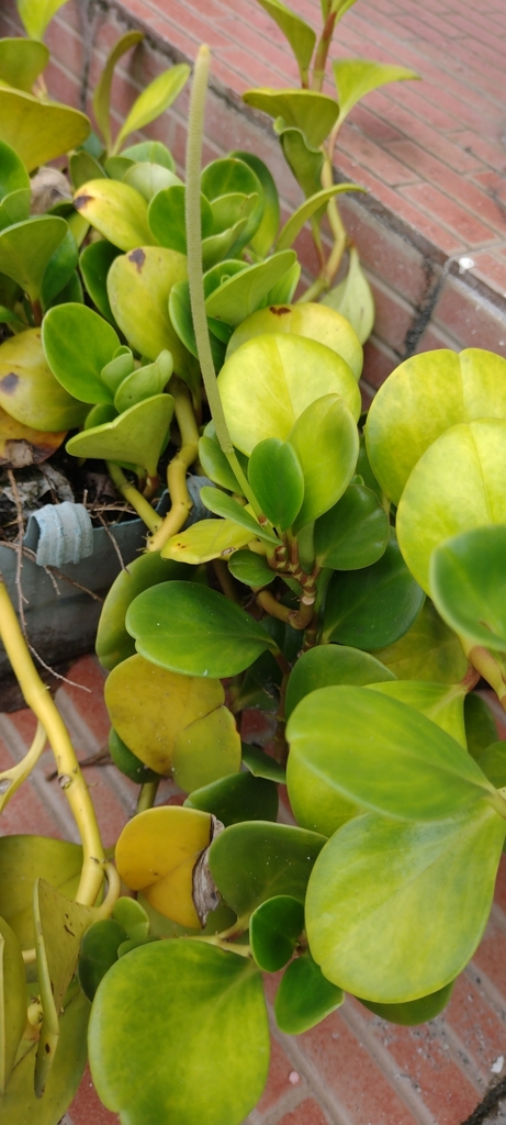 Пеперомія — Peperomia obtusifolia