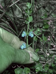 Scutellaria muriculata