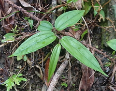 Disporum kawakamii