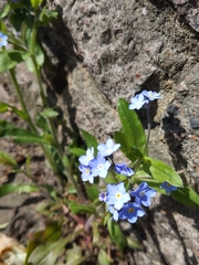 Myosotis sylvatica