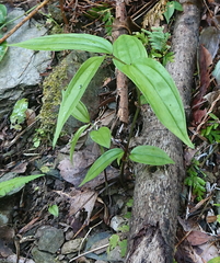 Disporum kawakamii