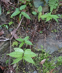 Disporum kawakamii