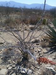 Fouquieria splendens