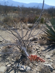 Fouquieria splendens