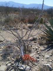 Fouquieria splendens