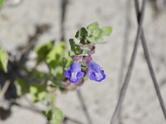 Scutellaria muriculata