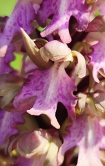 Himantoglossum robertianum