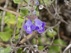 Scutellaria muriculata
