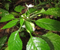Impatiens hochstetteri