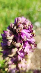 Himantoglossum robertianum