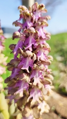 Himantoglossum robertianum