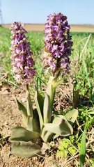 Himantoglossum robertianum