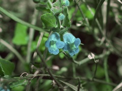 Scutellaria muriculata
