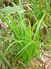 Carex ventosa