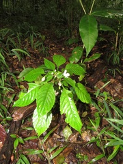 Impatiens hochstetteri