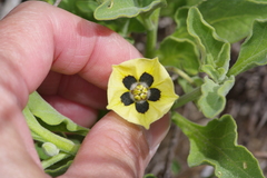 Physalis cinerascens spathulifolia
