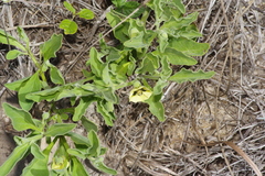Physalis cinerascens spathulifolia