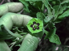 Physalis cinerascens spathulifolia