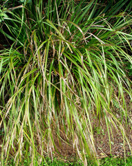 Carex ventosa