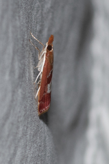 Syntonarcha vulnerata