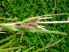 Carex ventosa