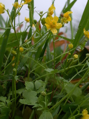 Ranunculus ternatus