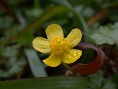 Ranunculus ternatus