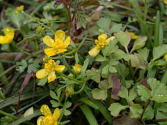 Ranunculus ternatus