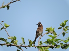 Pycnonotus cafer bengalensis