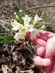 Cardamine kitaibelii