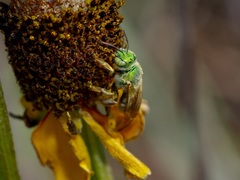 Agapostemon melliventris