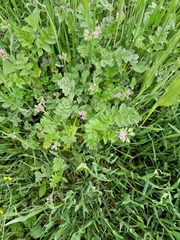 Erodium moschatum