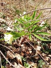 Cardamine kitaibelii