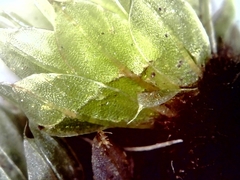 Ptychostomum capillare